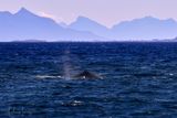 Pottwal vor Andenes - Andya, Norwegen November 2022