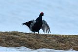 Birkhahn