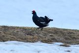 Birkhahn