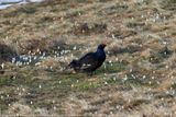 Birkhahn