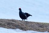 Birkhahn
