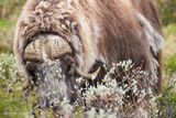 Moschusochse - Musk Ox