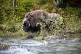 Moschusochse - Musk Ox