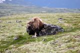 Moschusochse - Musk Ox