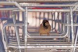 Huismus - House sparrow