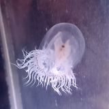 Ucluelet Aquarium