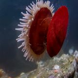 Ucluelet Aquarium