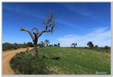 28 Vers les chnes - lige