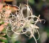 DSCF8056.jpg