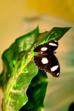 DSCF8263.jpg