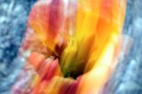 DSCF8806.jpg