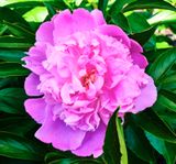 DSCF8855.jpg