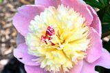 DSCF8861.jpg