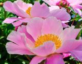 DSCF8872.jpg