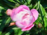 DSCF8900.jpg