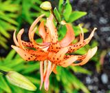 DSCF0016.jpg
