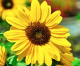 DSCF0028.jpg