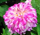 DSCF0032.jpg