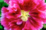 DSCF0334.jpg