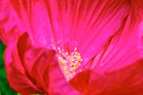DSCF0340.jpg