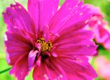 DSCF0487.jpg