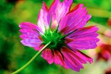 DSCF0489.jpg