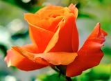 DSCF0622.jpg