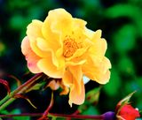 DSCF0649.jpg