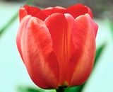 DSCF1351.jpg