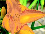 DSCF1496.jpg