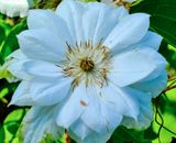 DSCF1518.jpg
