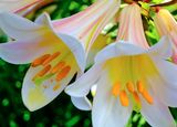 DSCF1534.jpg