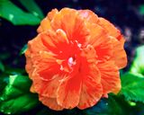 DSCF0024.jpg
