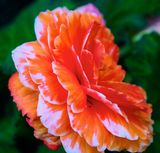 DSCF0034.jpg