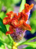 DSCF0045.jpg