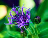 DSCF0057.jpg