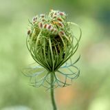 DSCF0081.jpg