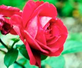 DSCF0114.jpg