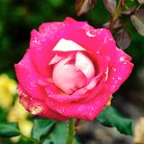 DSCF0116.jpg
