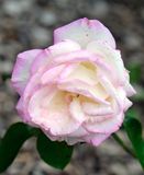 DSCF0137.jpg