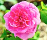 DSCF0155.jpg