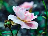 DSCF0151.jpg