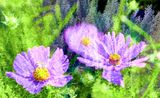 DSCF0182.jpg