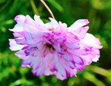 DSCF0184.jpg