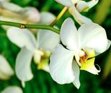 DSCF0521.jpg
