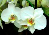 DSCF0569.jpg