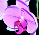 DSCF0652.jpg