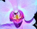 DSCF0683.jpg