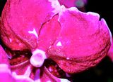 DSCF0690.jpg