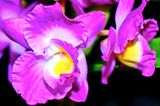 DSCF0694.jpg